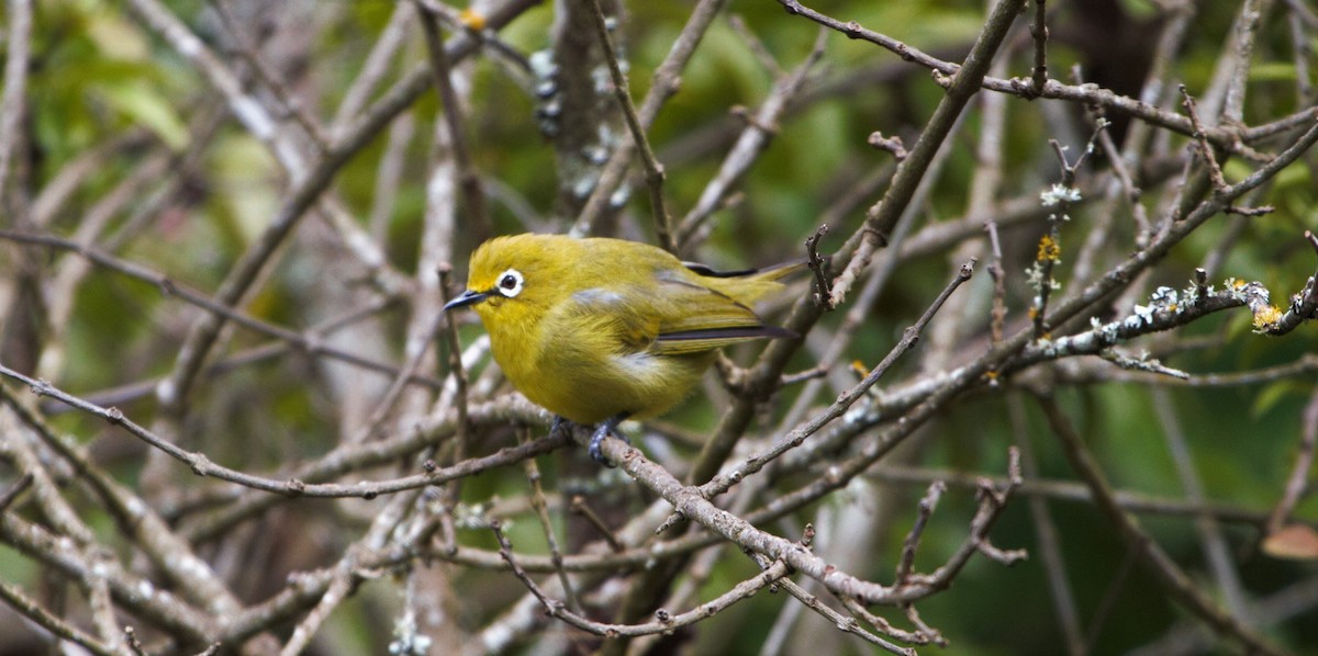 Southern Yellow White-eye - ML616536689