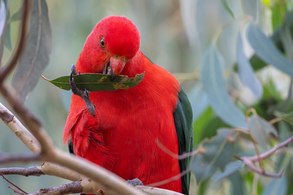 キンショウジョウインコ - ML616536691