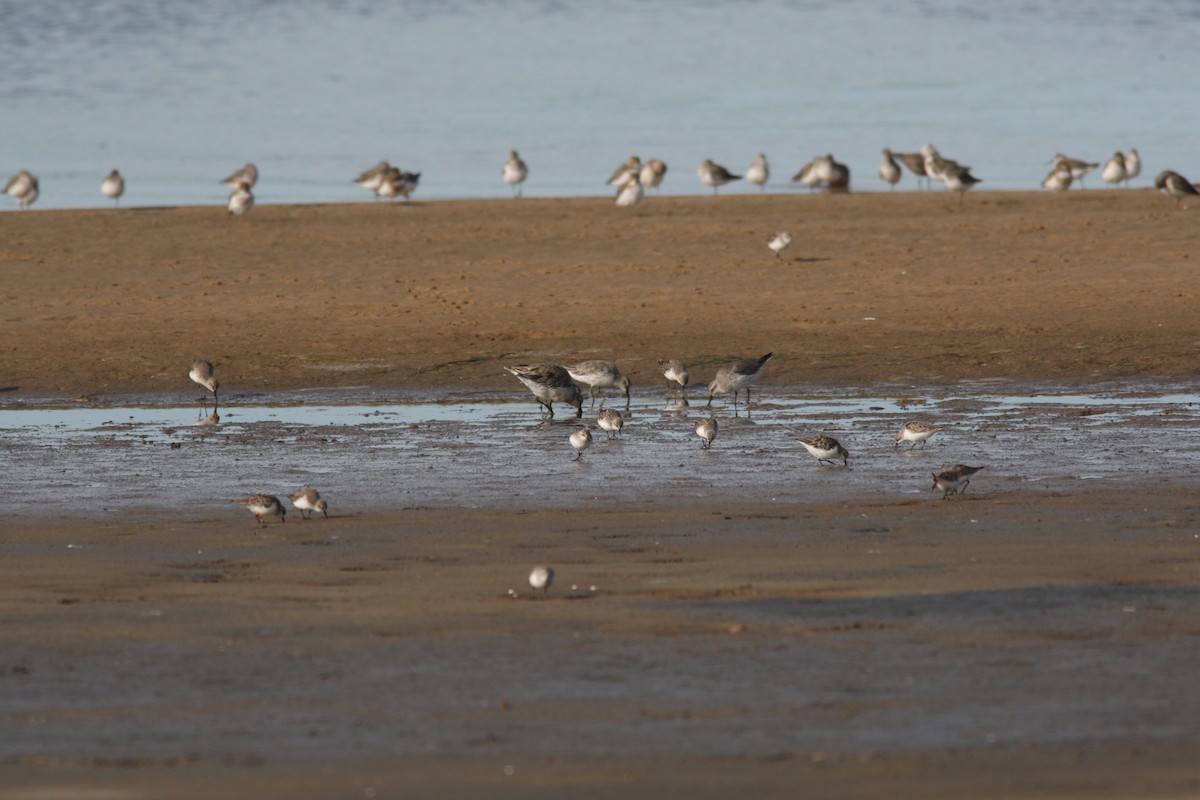 jespák rezavý - ML61653671