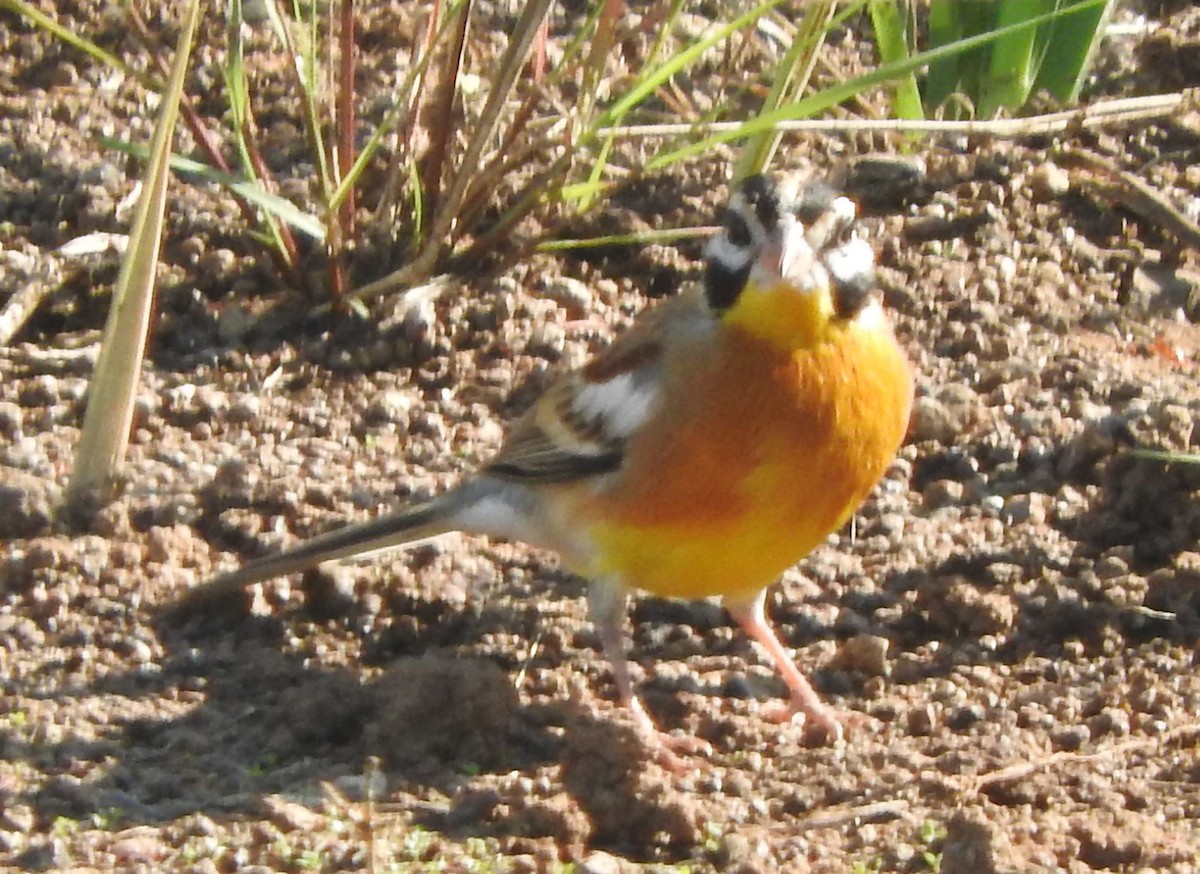 Golden-breasted Bunting - ML616536724