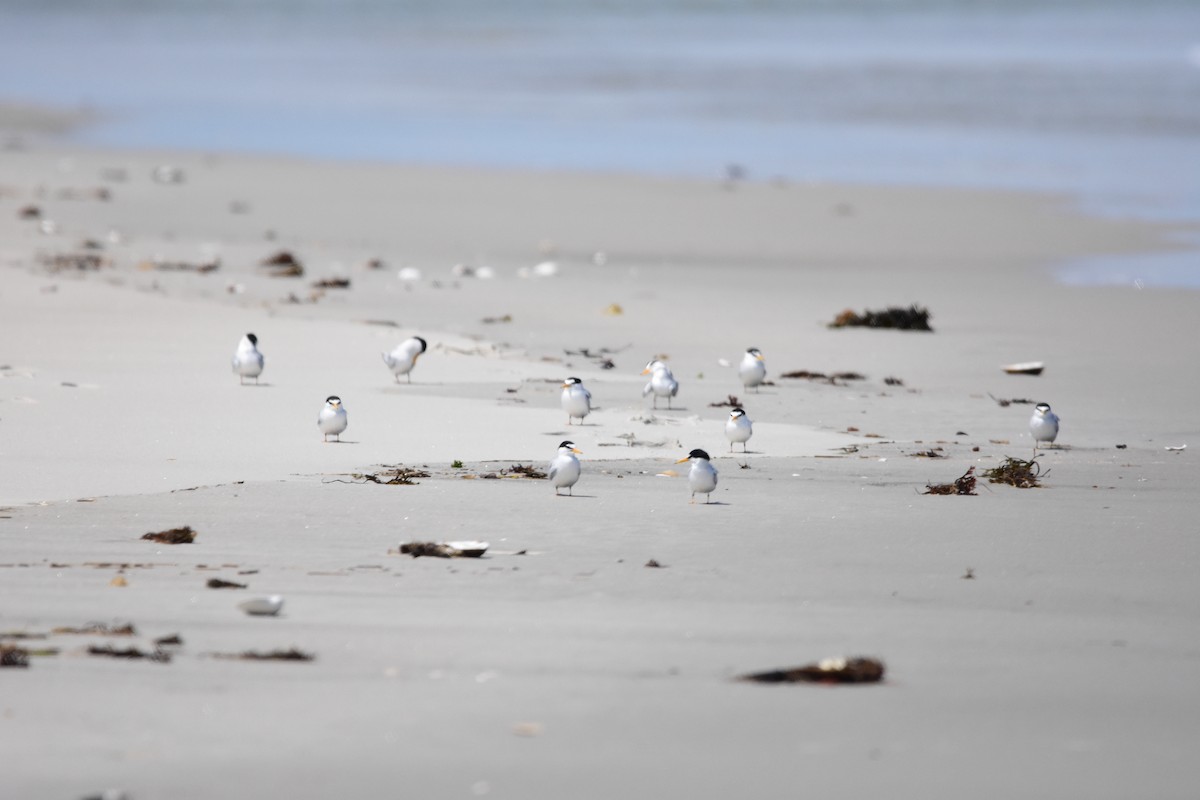 Least Tern - ML616536727