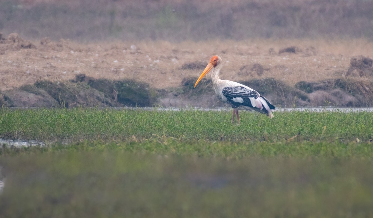 Painted Stork - ML616536728