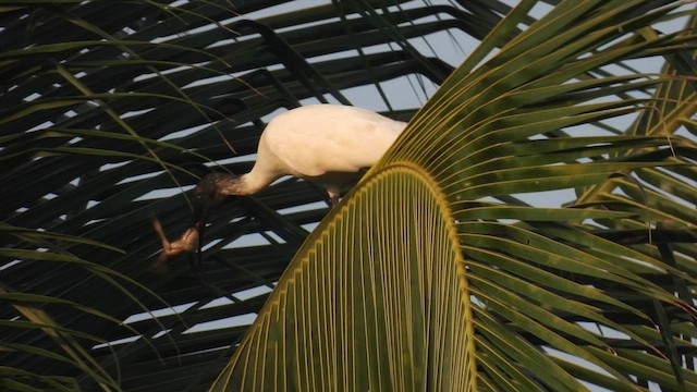 Ibis burubeltza - ML616536770