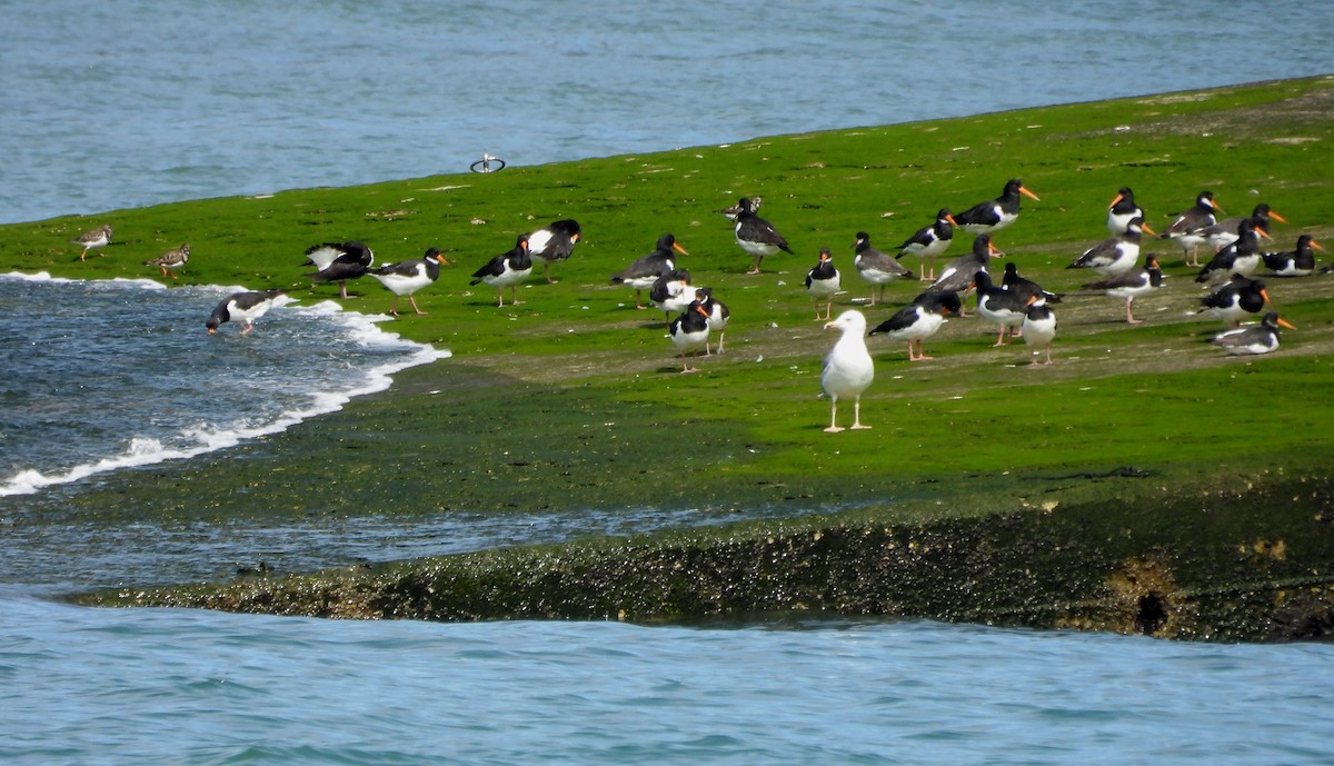 Eurasian Oystercatcher - ML616536772