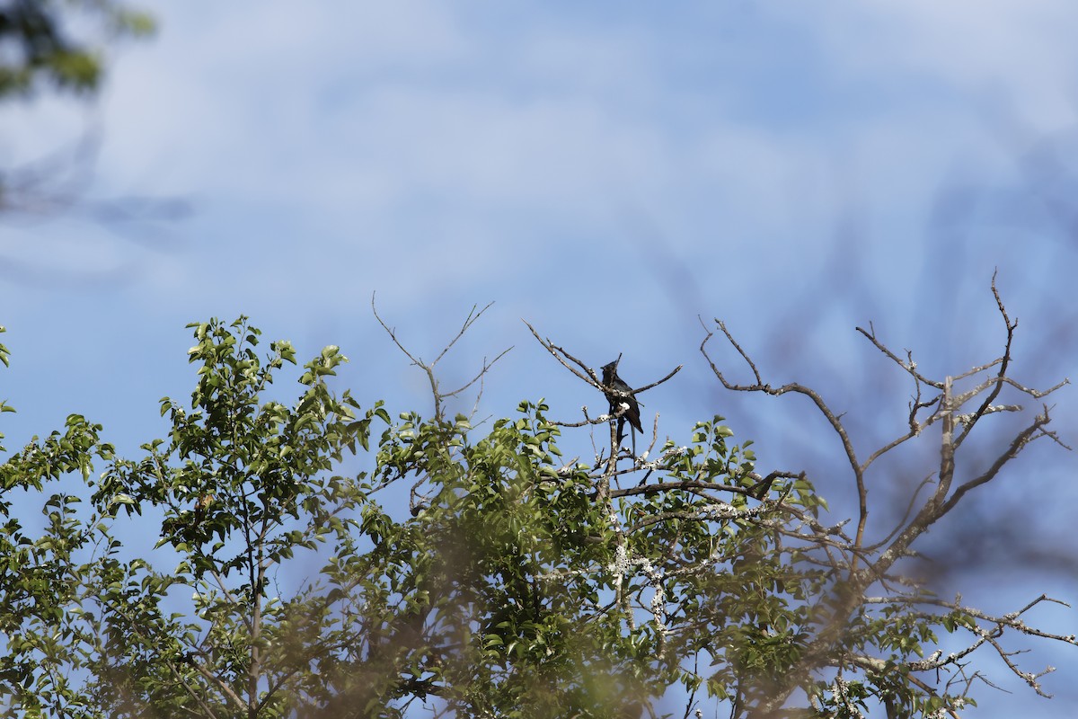 Levaillant's Cuckoo - ML616536848