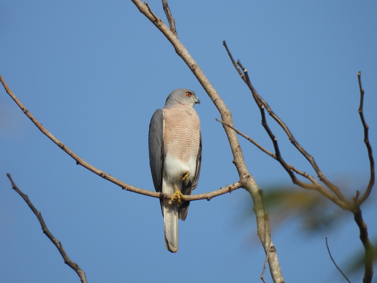 Shikra - shyamkumar puravankara