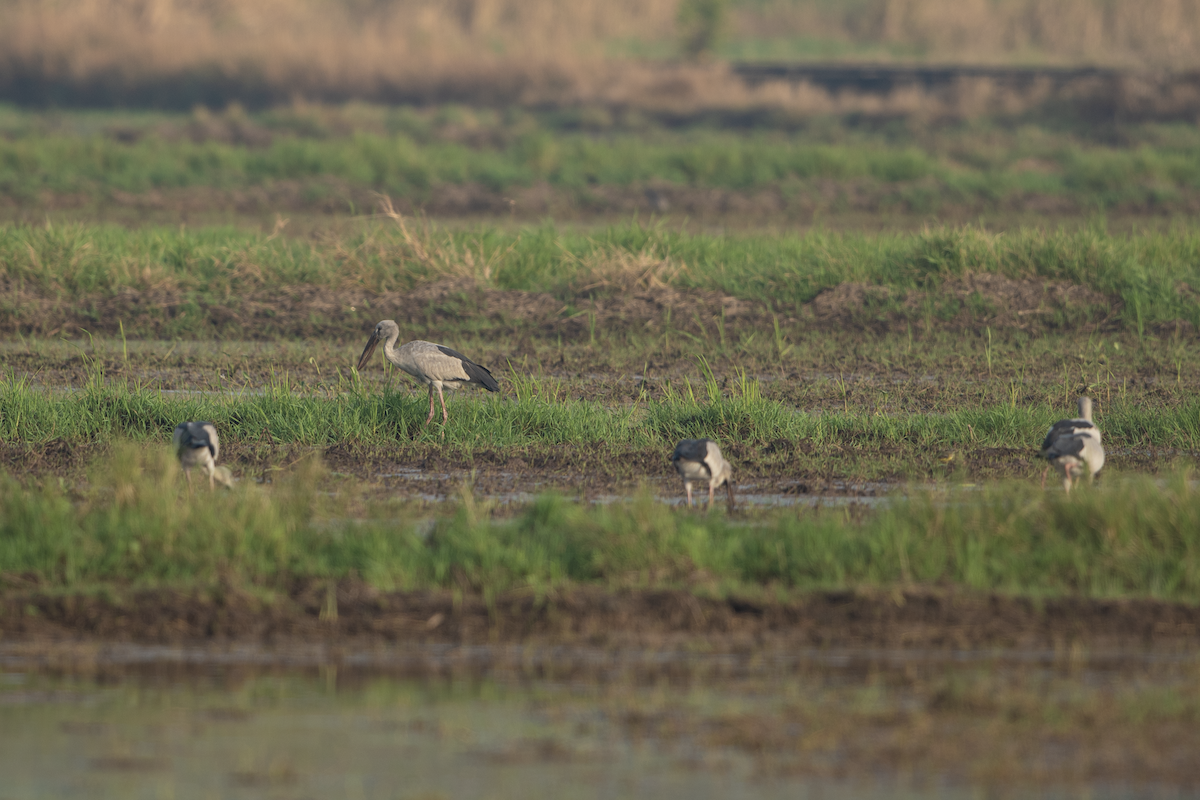 Asian Openbill - ML616536869