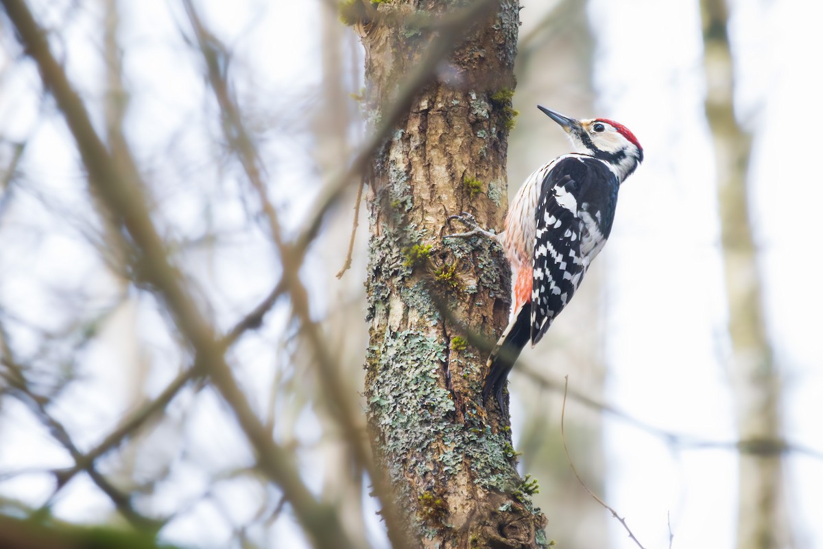 White-backed Woodpecker - ML616536878