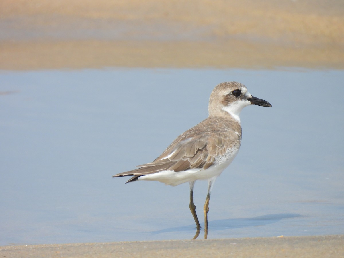 Greater Sand-Plover - ML616536879