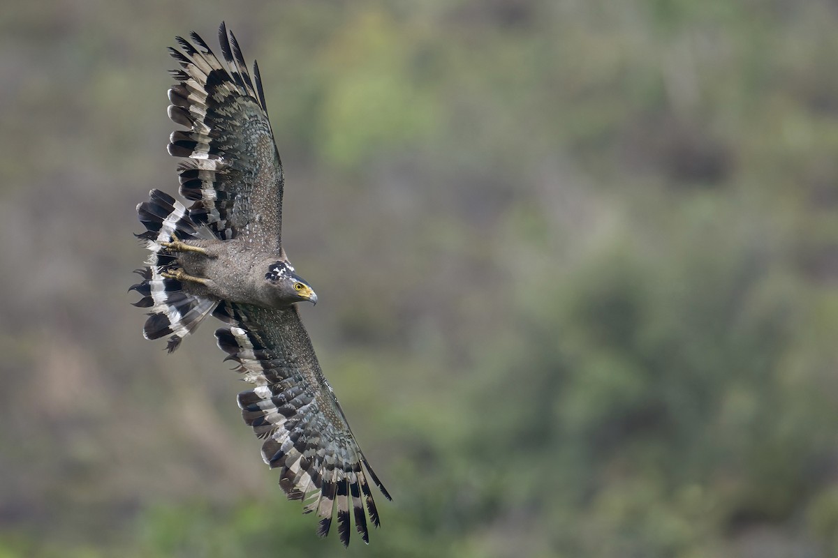 Crested Serpent-Eagle - ML616536885