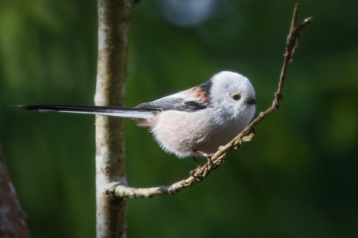 Long-tailed Tit - ML616536892