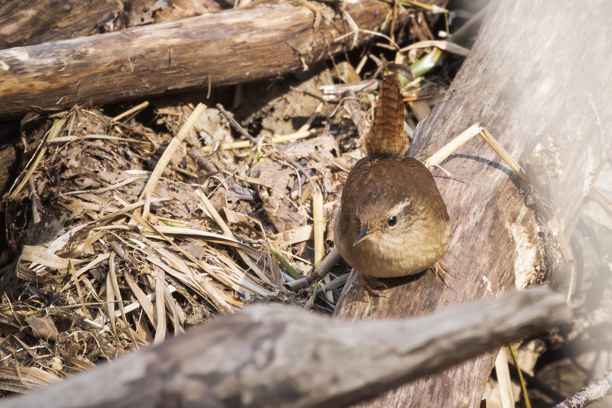 Eurasian Wren - ML616536896