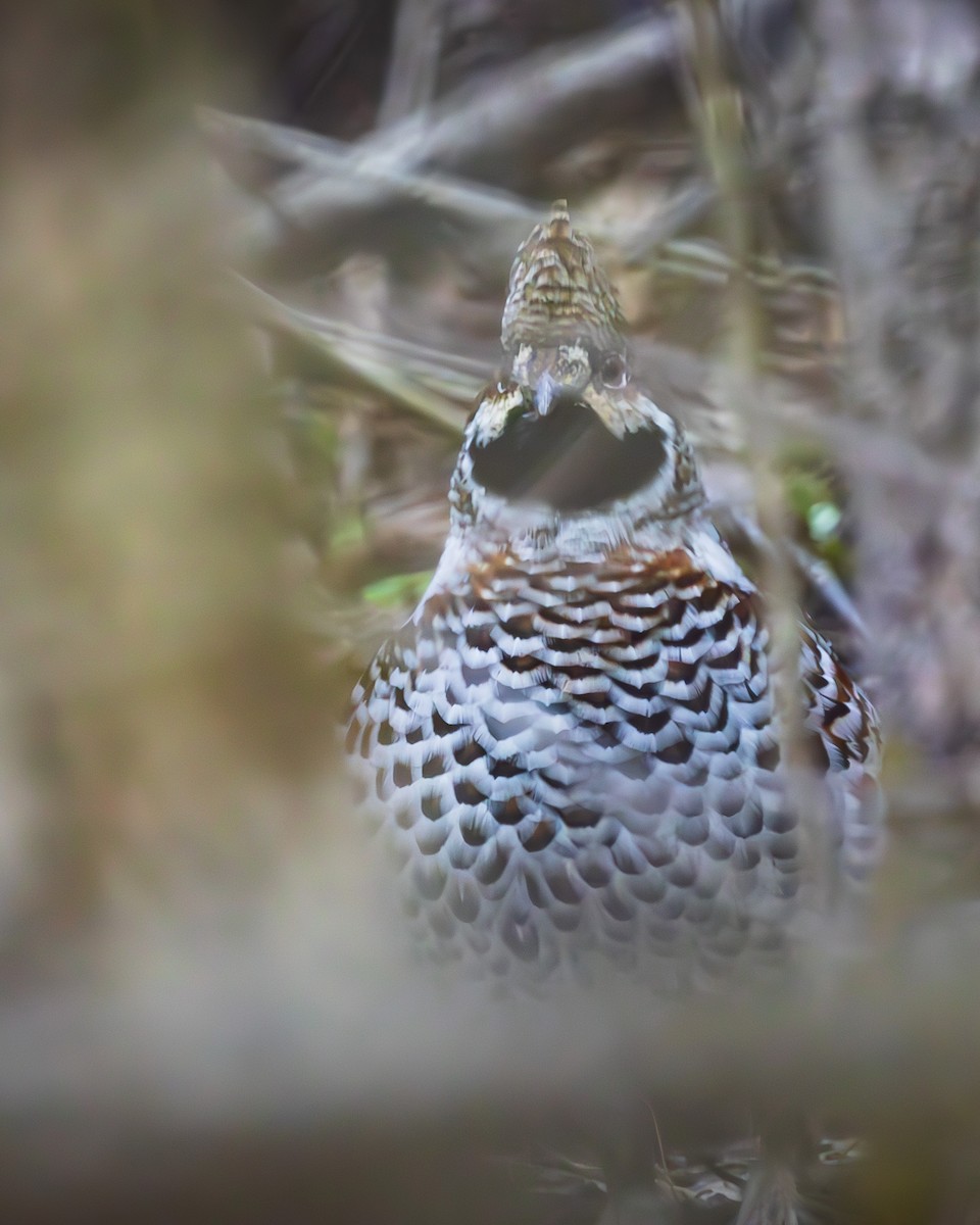 Hazel Grouse - ML616536905