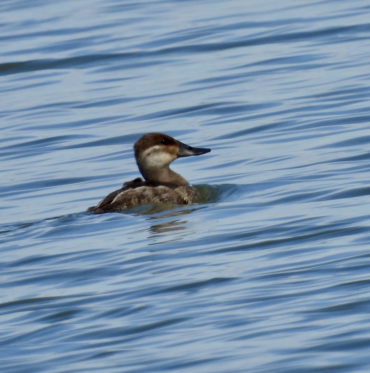 Érismature rousse - ML616536908