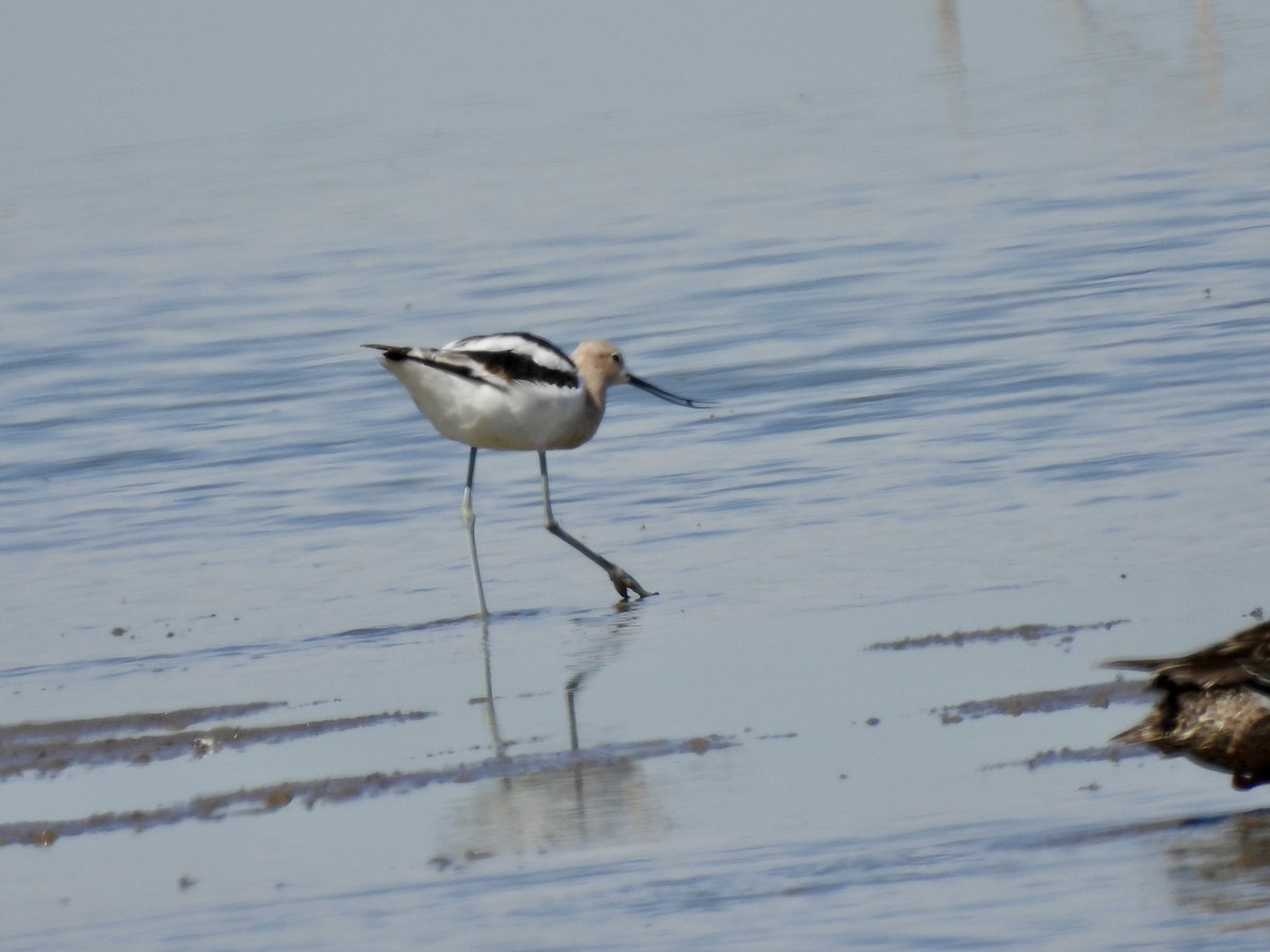 Avoceta Americana - ML616536912