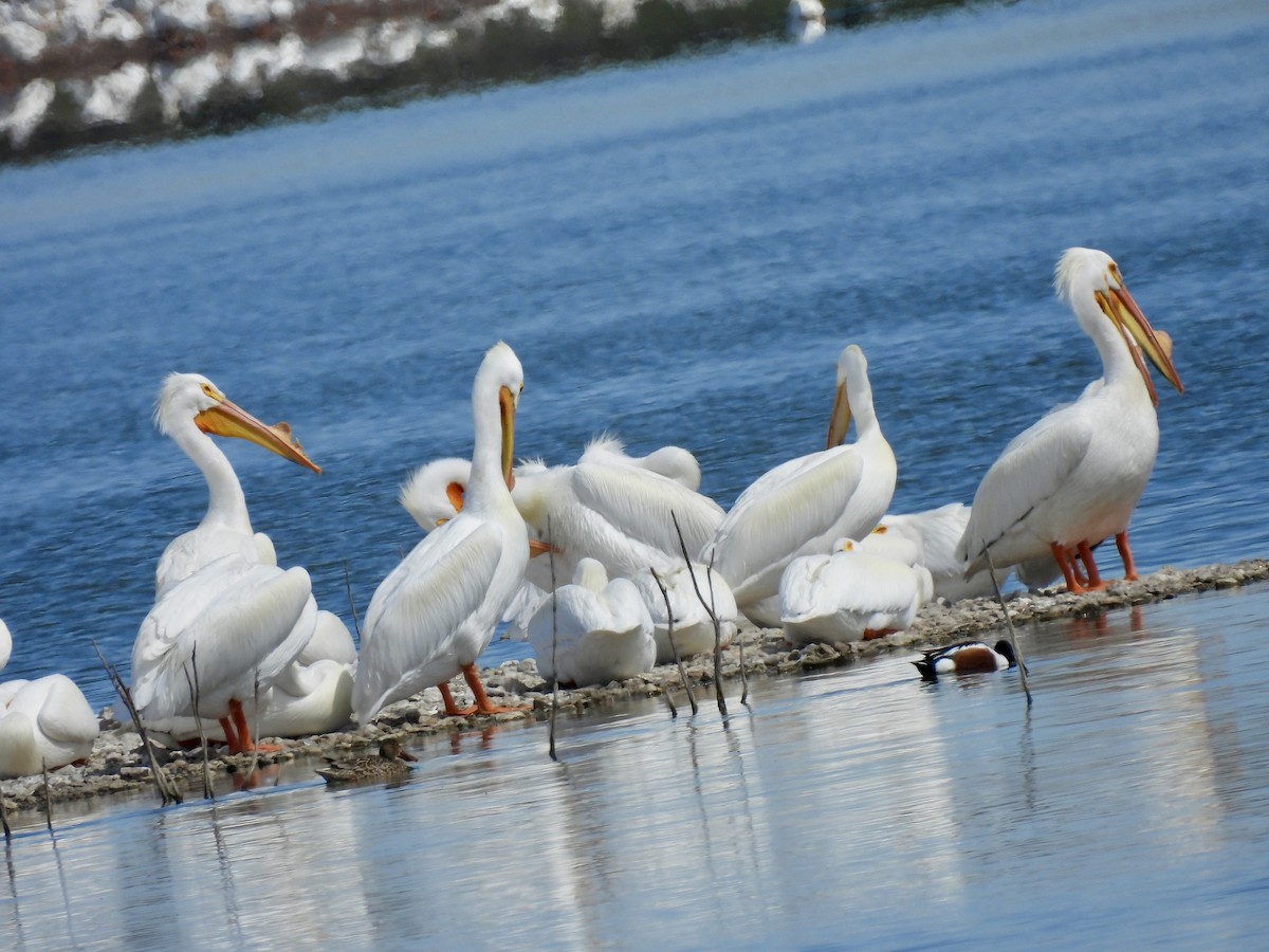 American White Pelican - ML616536917