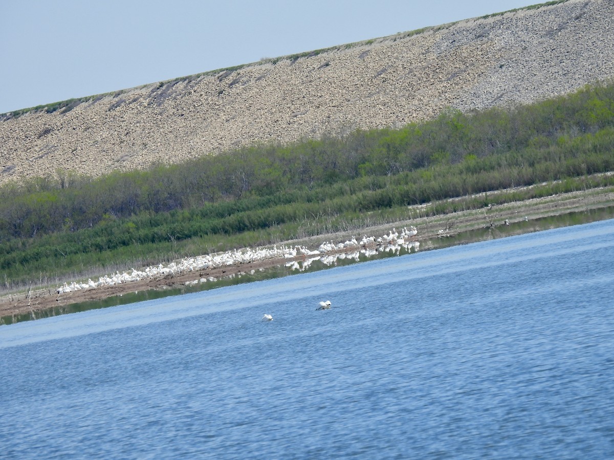 American White Pelican - ML616536918