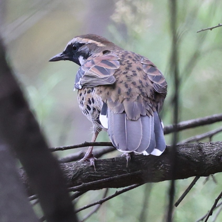 Spotted Quail-thrush - Chris Chapman