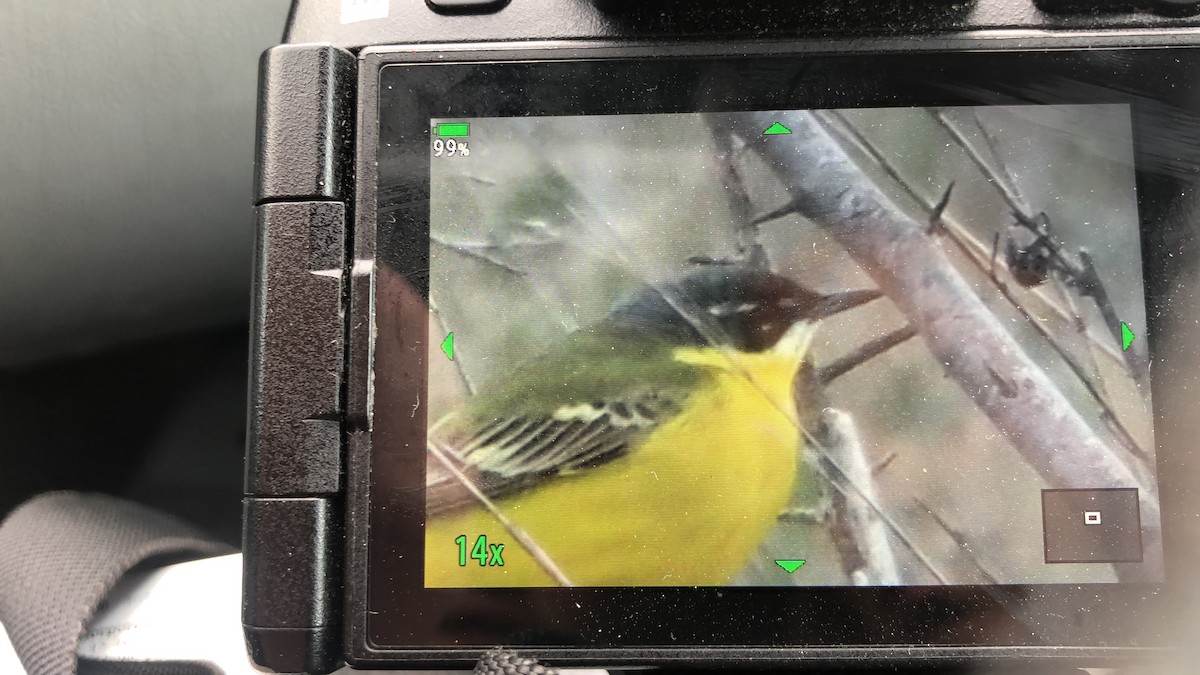 Western Yellow Wagtail (dombrowskii-type intergrade) - ML616536929