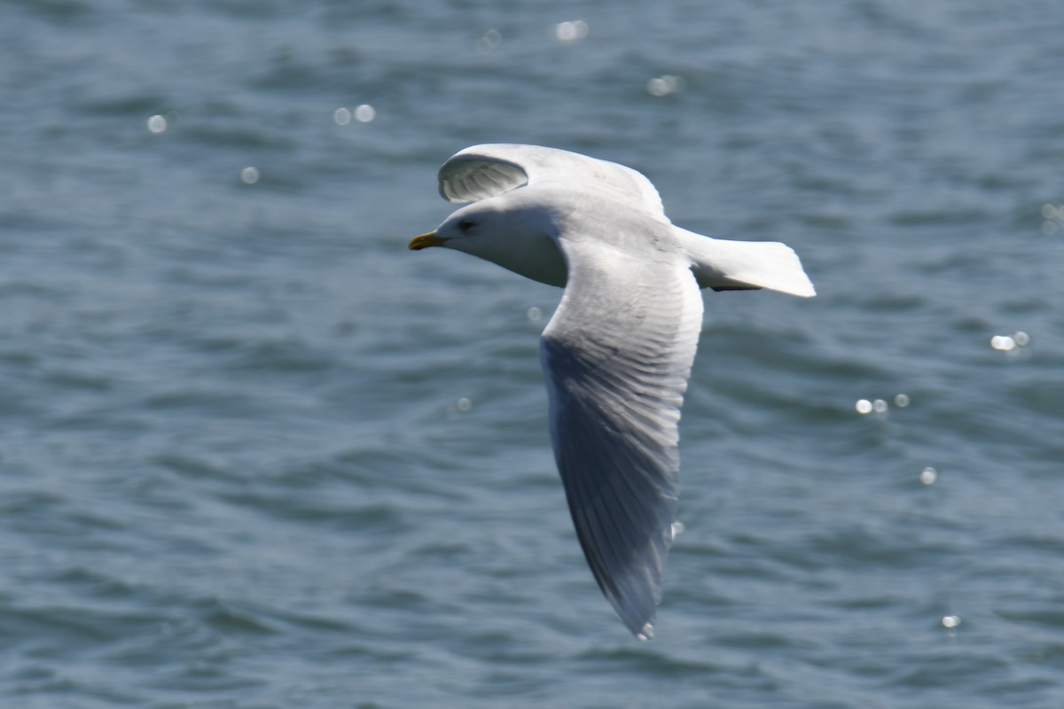 Iceland Gull (kumlieni) - José Barrueso Franco