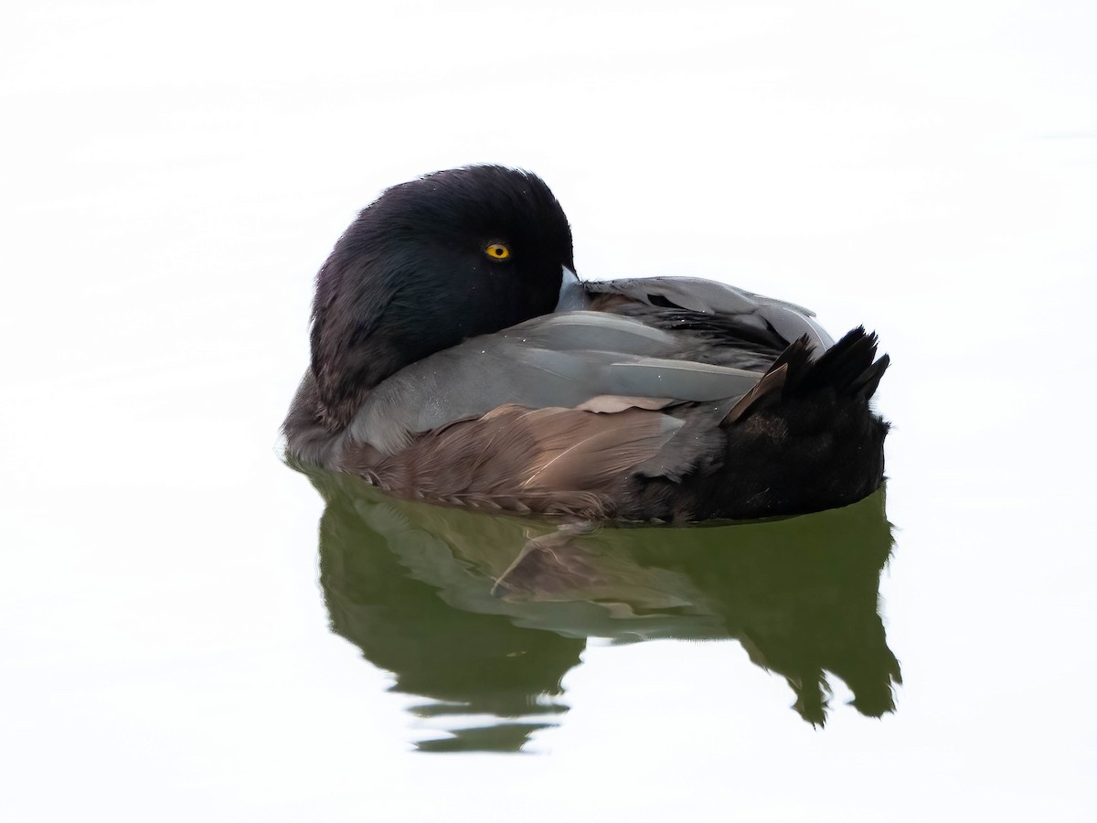 New Zealand Scaup - ML616536961