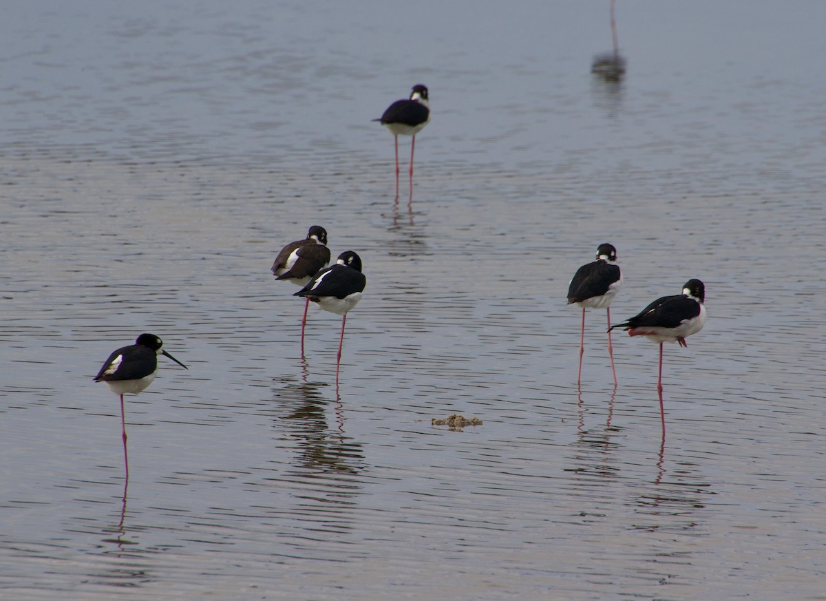 Black-necked Stilt - ML616536979