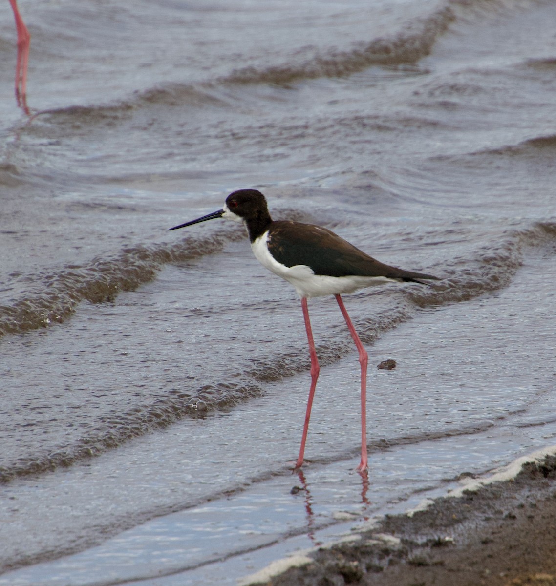 Black-necked Stilt - ML616536985