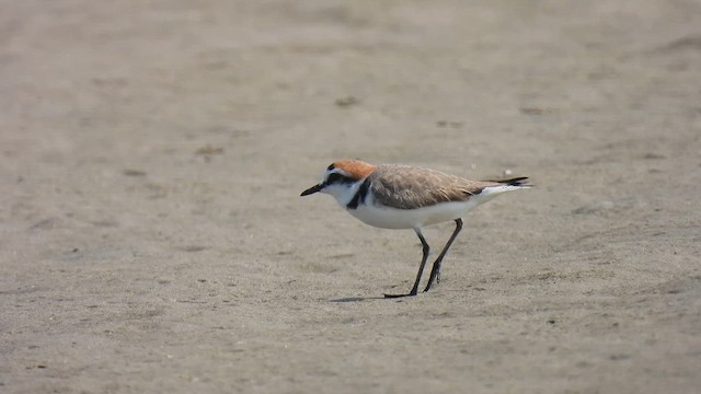 Kentish Plover - ML616536989