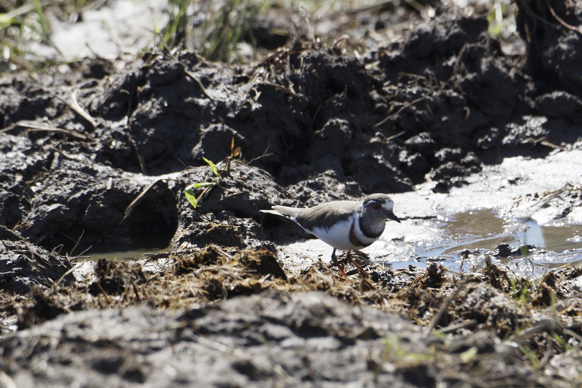 Three-banded Plover - ML616537039