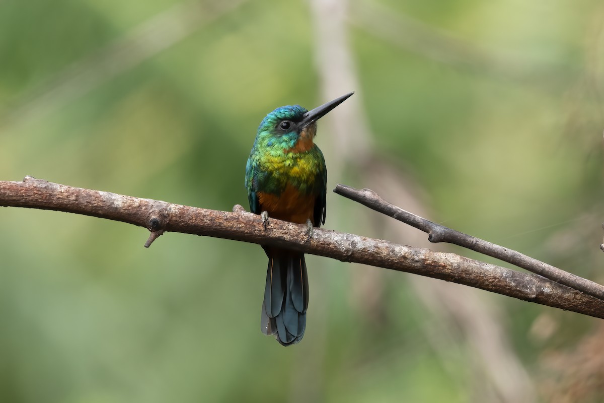 Green-tailed Jacamar - ML616537082