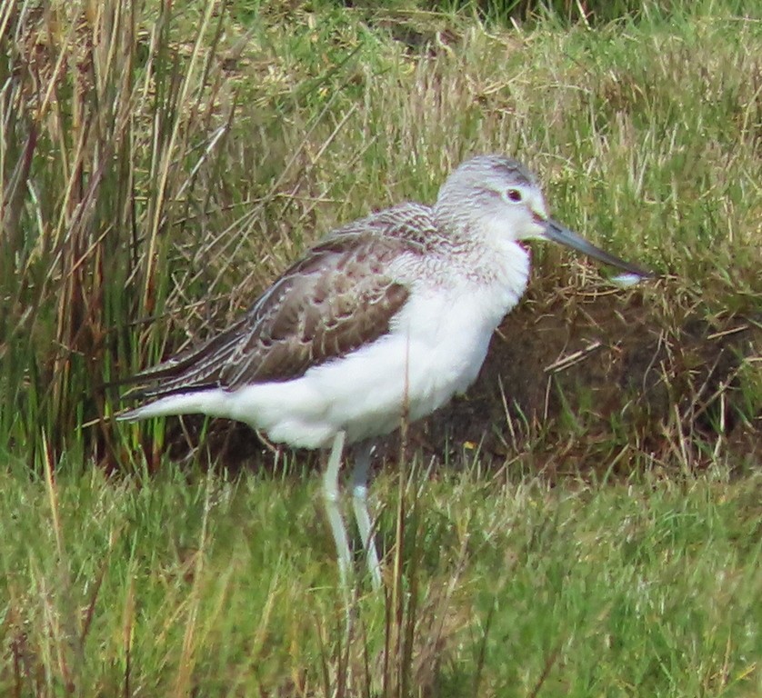 Common Greenshank - George and Teresa Baker