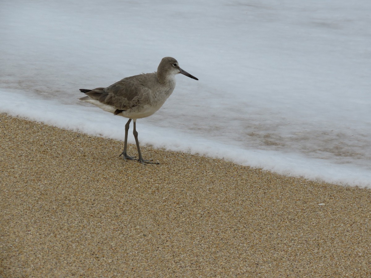 Willet - ML616537105