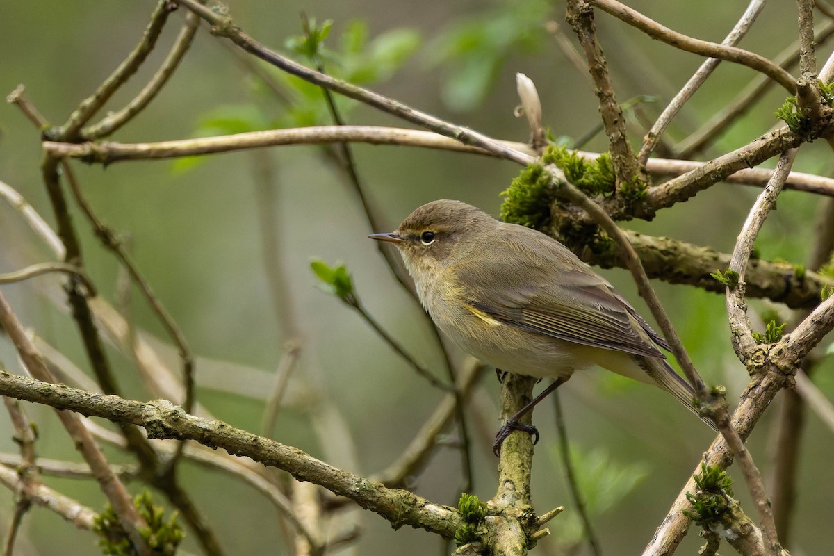 Common Chiffchaff - ML616537170