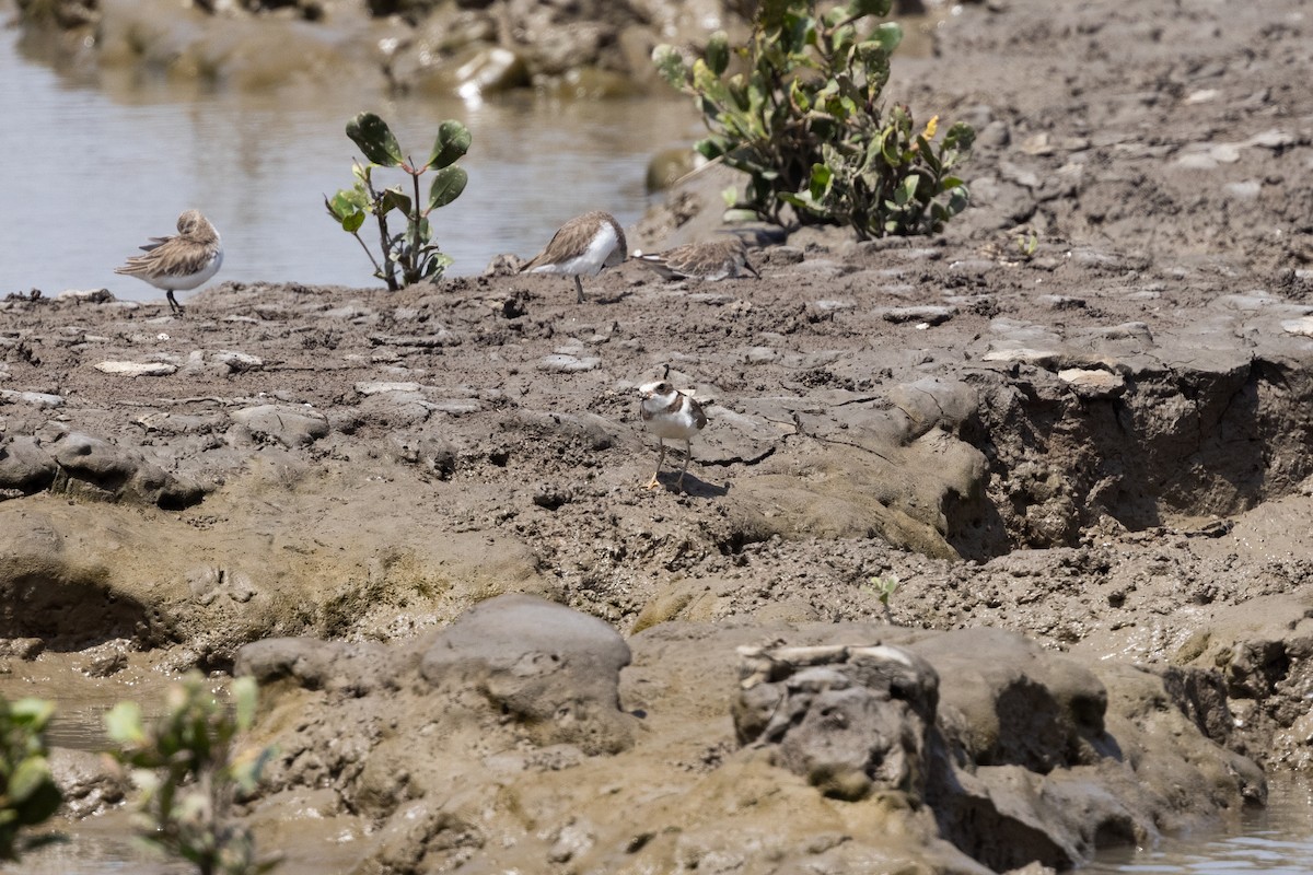 Semipalmated Plover - ML616537173
