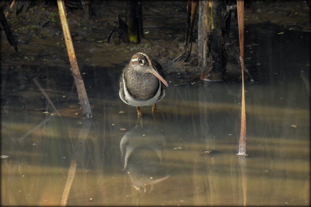 Greater Painted-Snipe - Anonymous