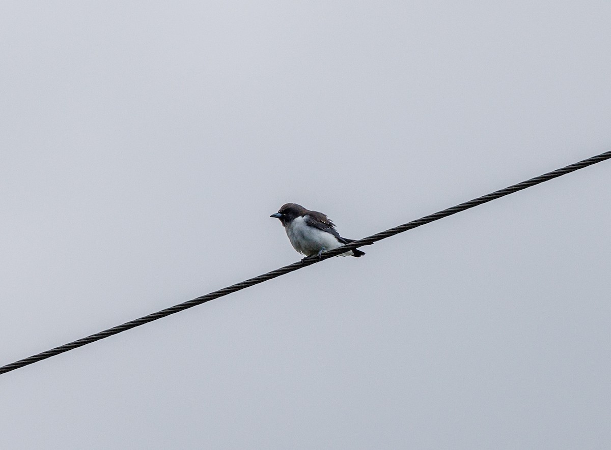 White-breasted Woodswallow - Paul Rankin