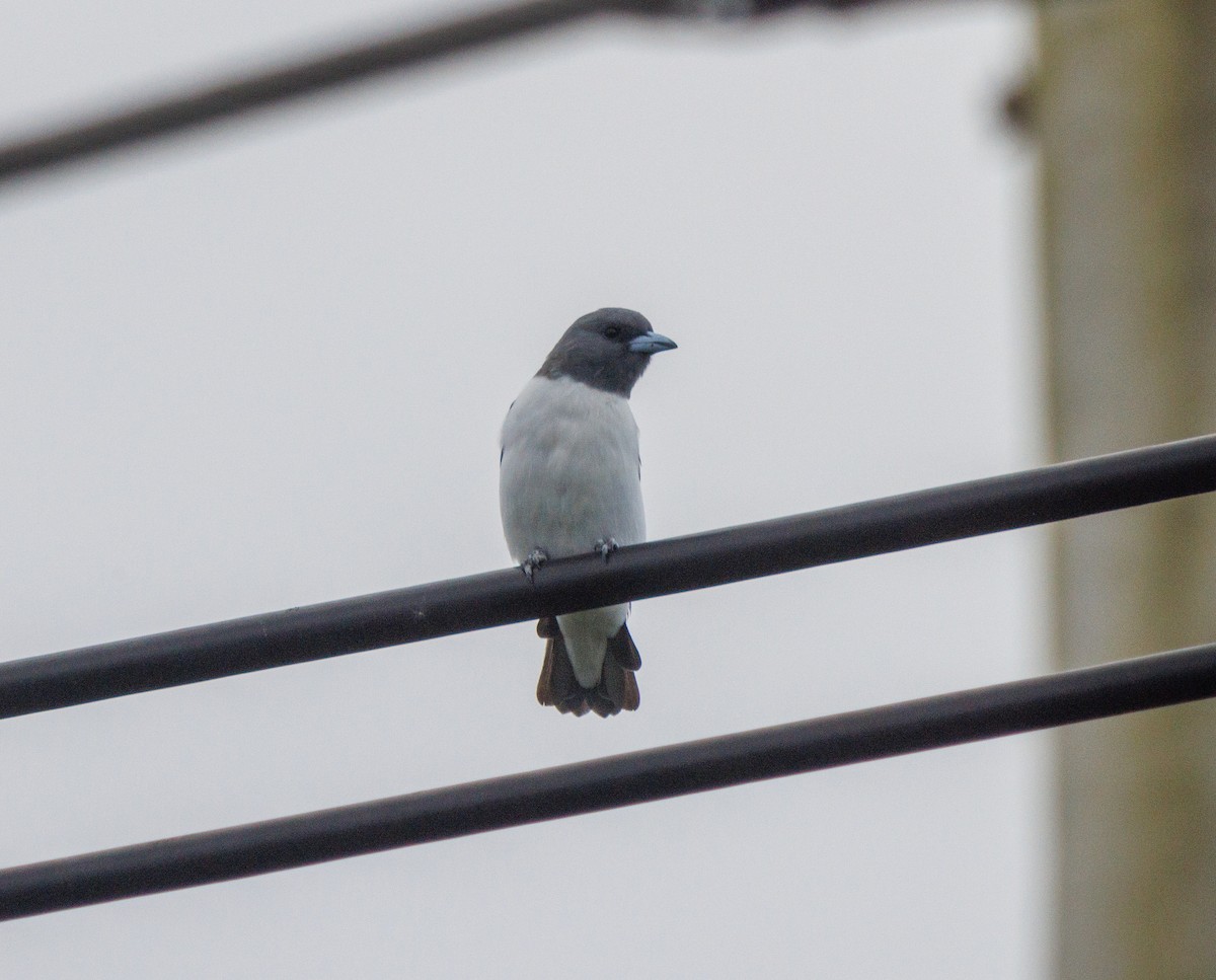 White-breasted Woodswallow - ML616537221