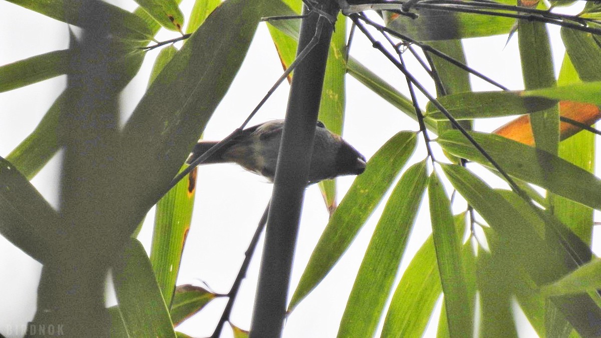 Short-tailed Parrotbill - ML616537253