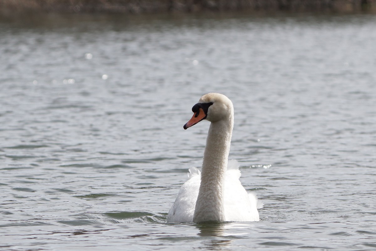 Cygne tuberculé - ML616537309