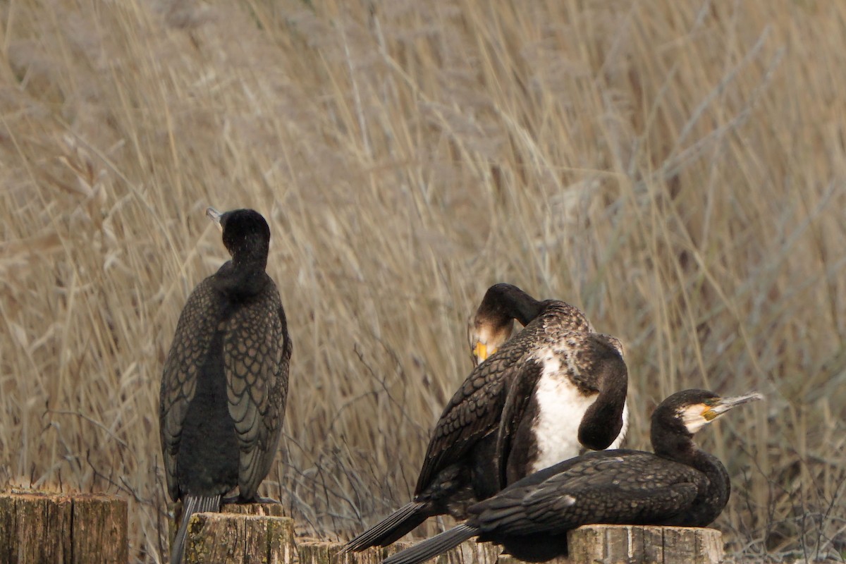 Cormorán Grande - ML616537319