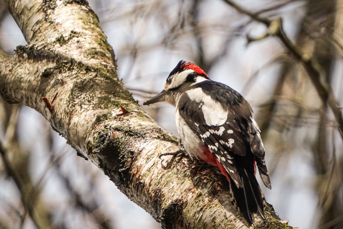 Great Spotted Woodpecker - ML616537321
