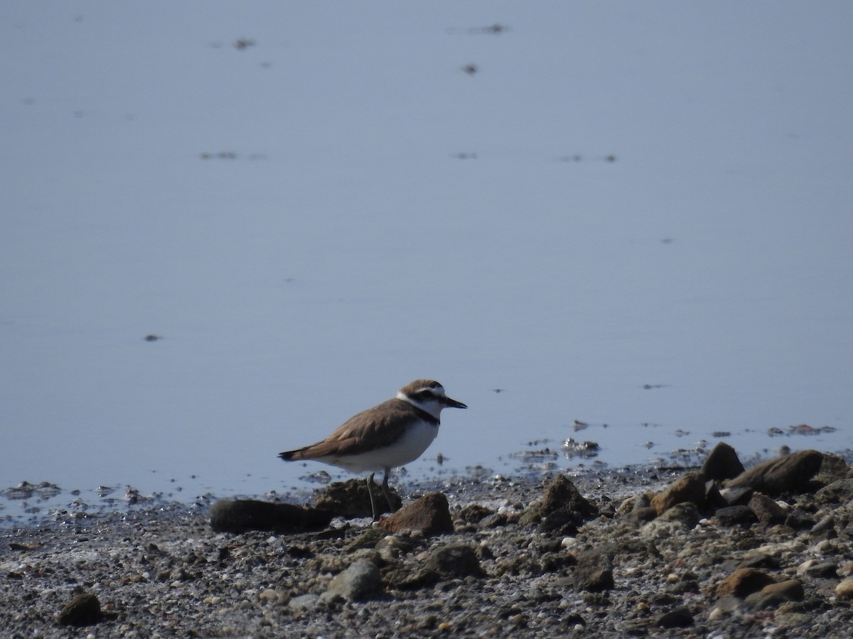 Kentish Plover - ML616537340