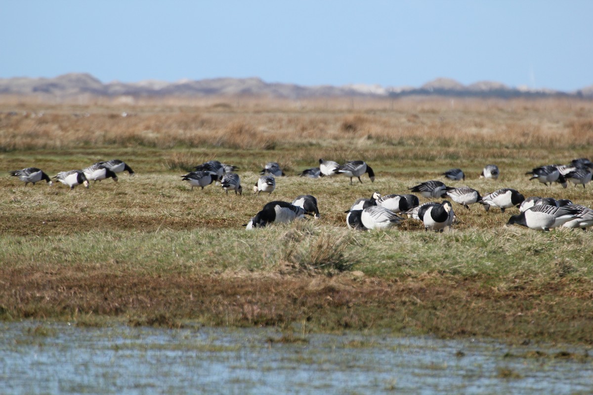 Barnacle Goose - ML616537347