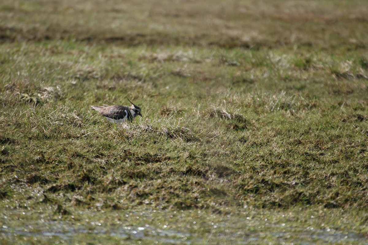 Northern Lapwing - ML616537360