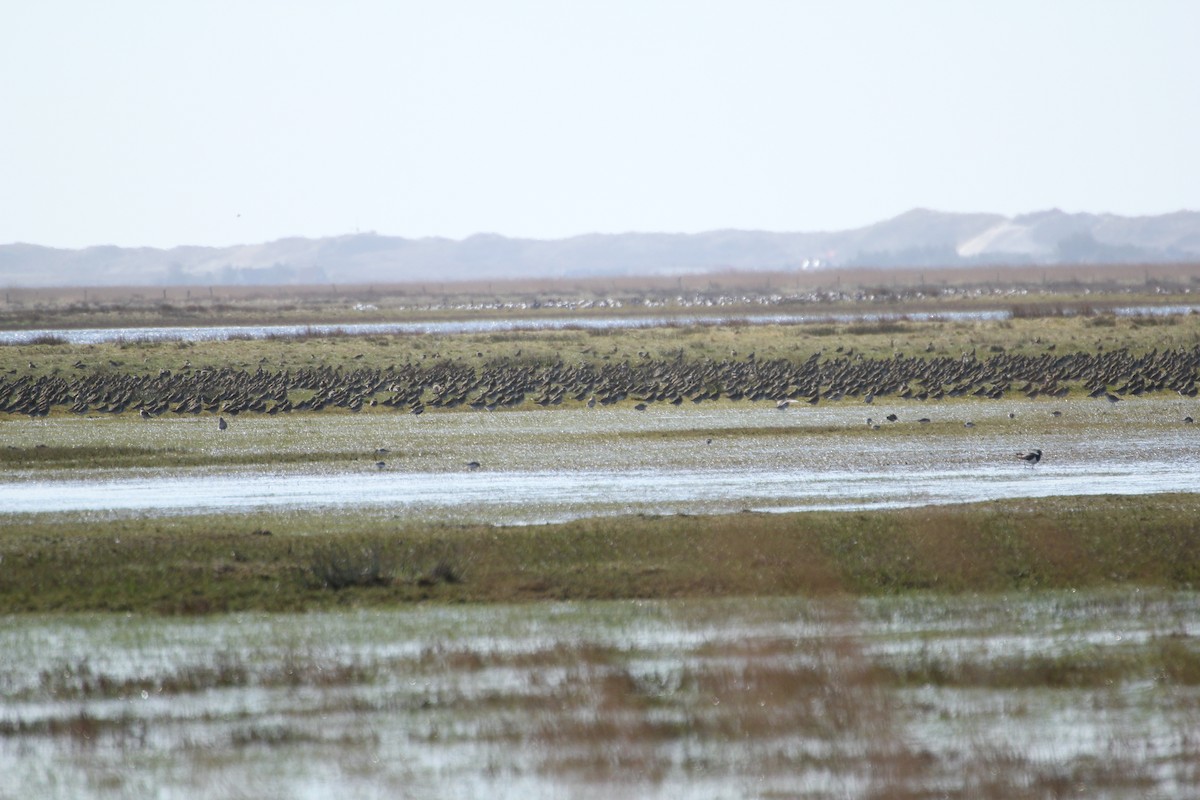 European Golden-Plover - ML616537365