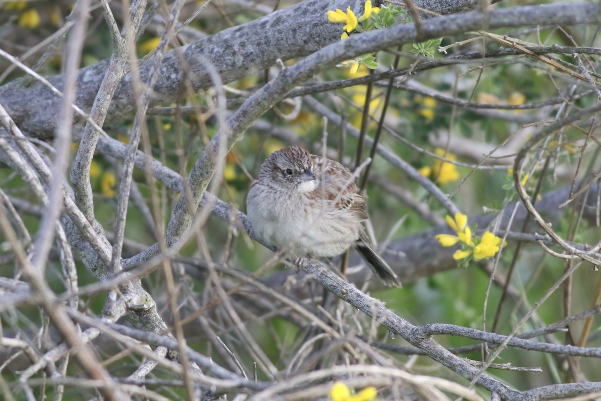 Cassin's Sparrow - ML616537387