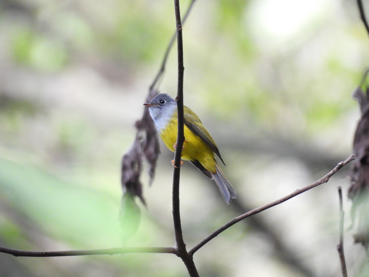 Gray-headed Canary-Flycatcher - ML616537390