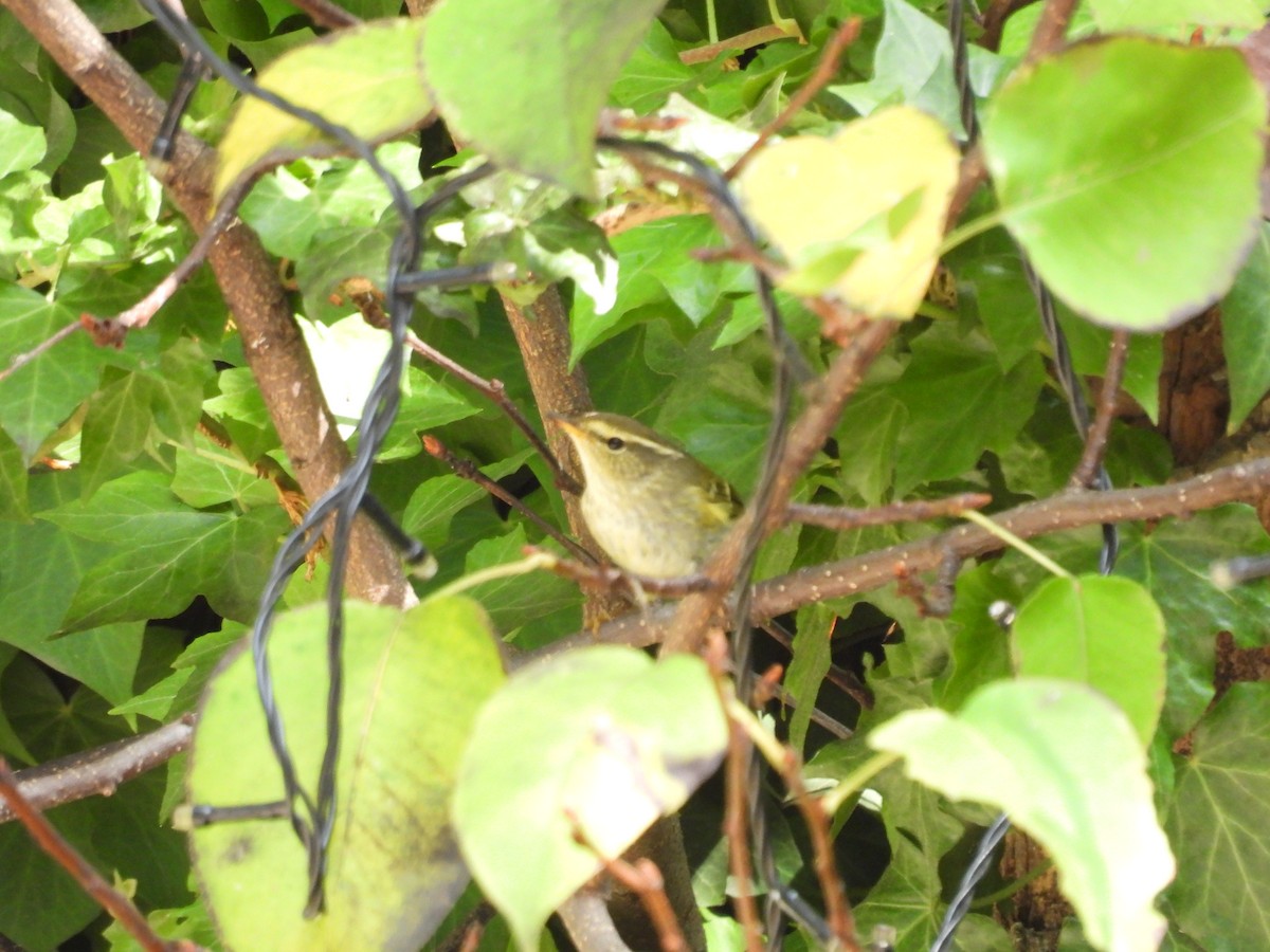 Yellow-browed Warbler - ML616537392
