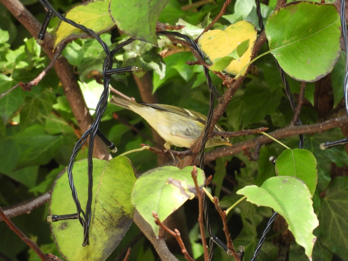 Yellow-browed Warbler - ML616537393