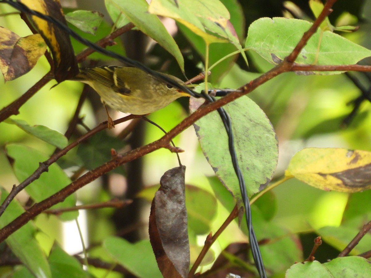 Yellow-browed Warbler - ML616537394